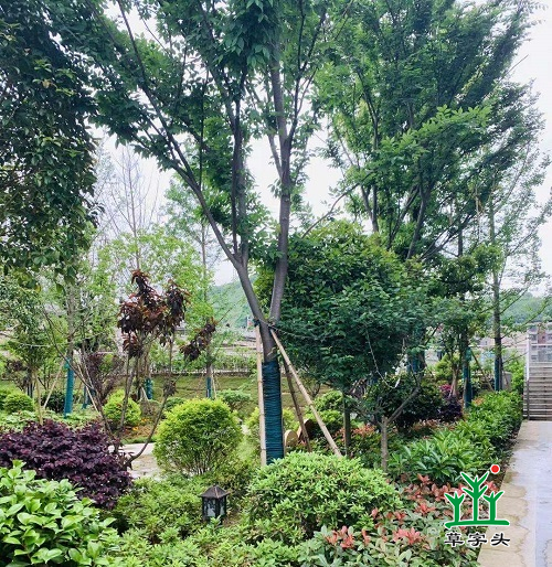 邵陽縣東方鳳凰城綠化項目 邵陽縣東方鳳凰城綠化項目